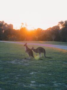 Two kangaroos standing on a grassy field at sunrise, with soft golden sunlight illuminating the landscape. The background features silhouettes of dense eucalyptus trees and a quiet paved path, creating a peaceful Australian bush setting.